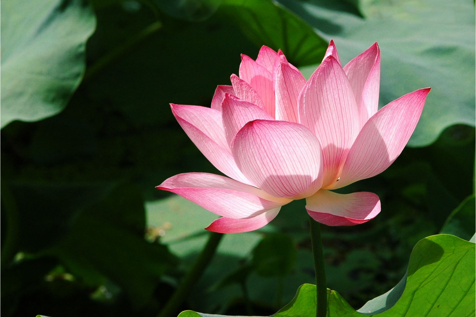 英文名称:lotus flower):属毛茛目,莲科,是莲属二种植物的通称.