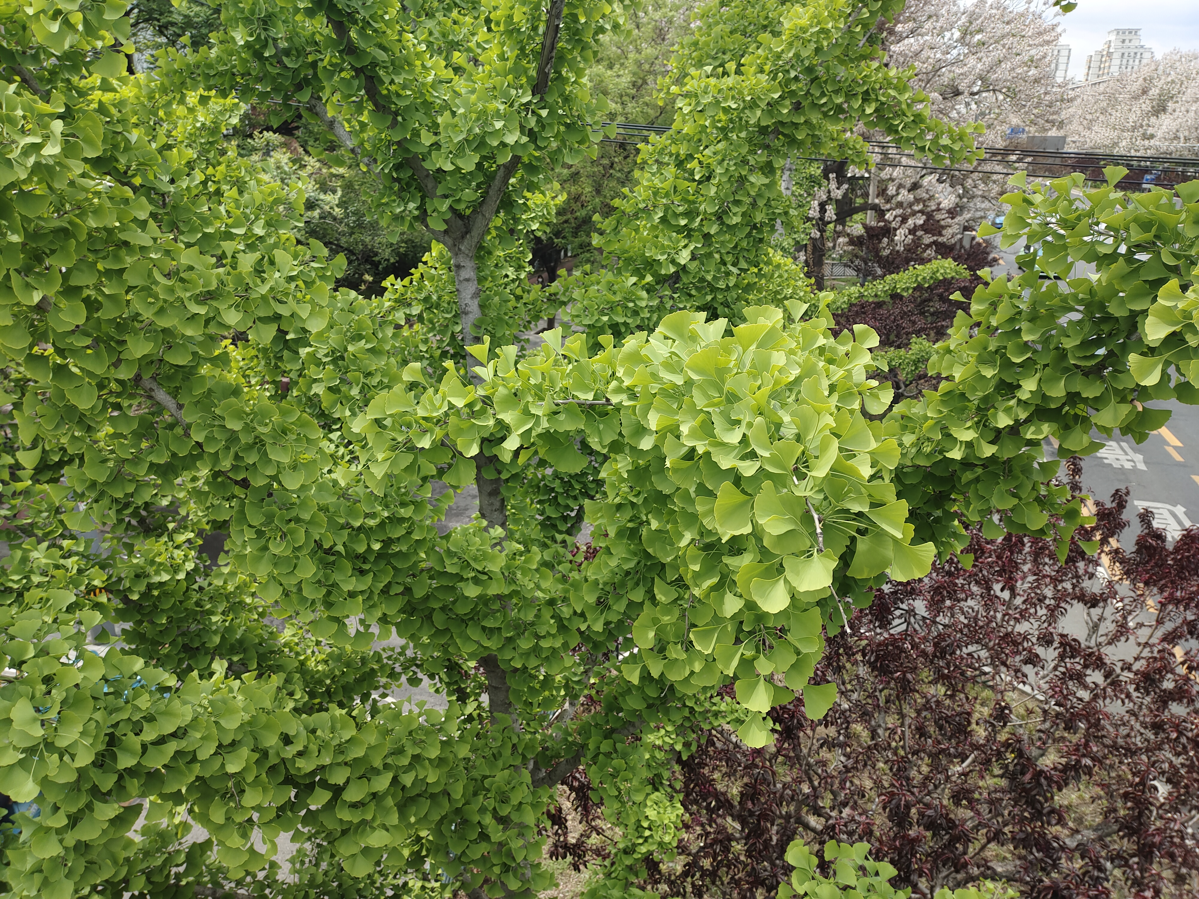  p>银杏(学名: i>ginkgo biloba  /i> l.)是银杏科,银杏属植物.
