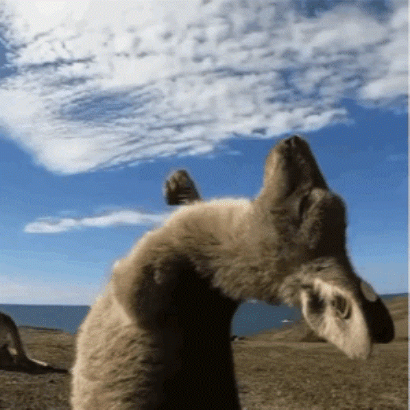 由于一张袋鼠幼崽仰头摇手过于可爱,所以火爆了一阵子. /p>