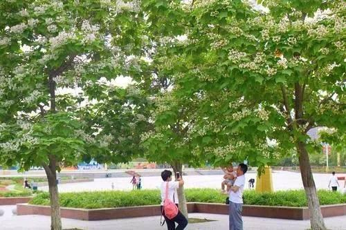 梓 居然还是种植物 百科ta说