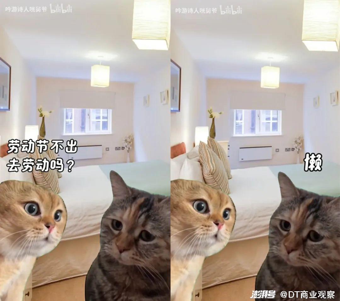 一周涨粉10万，猫meme怎么就火了？_百科TA说