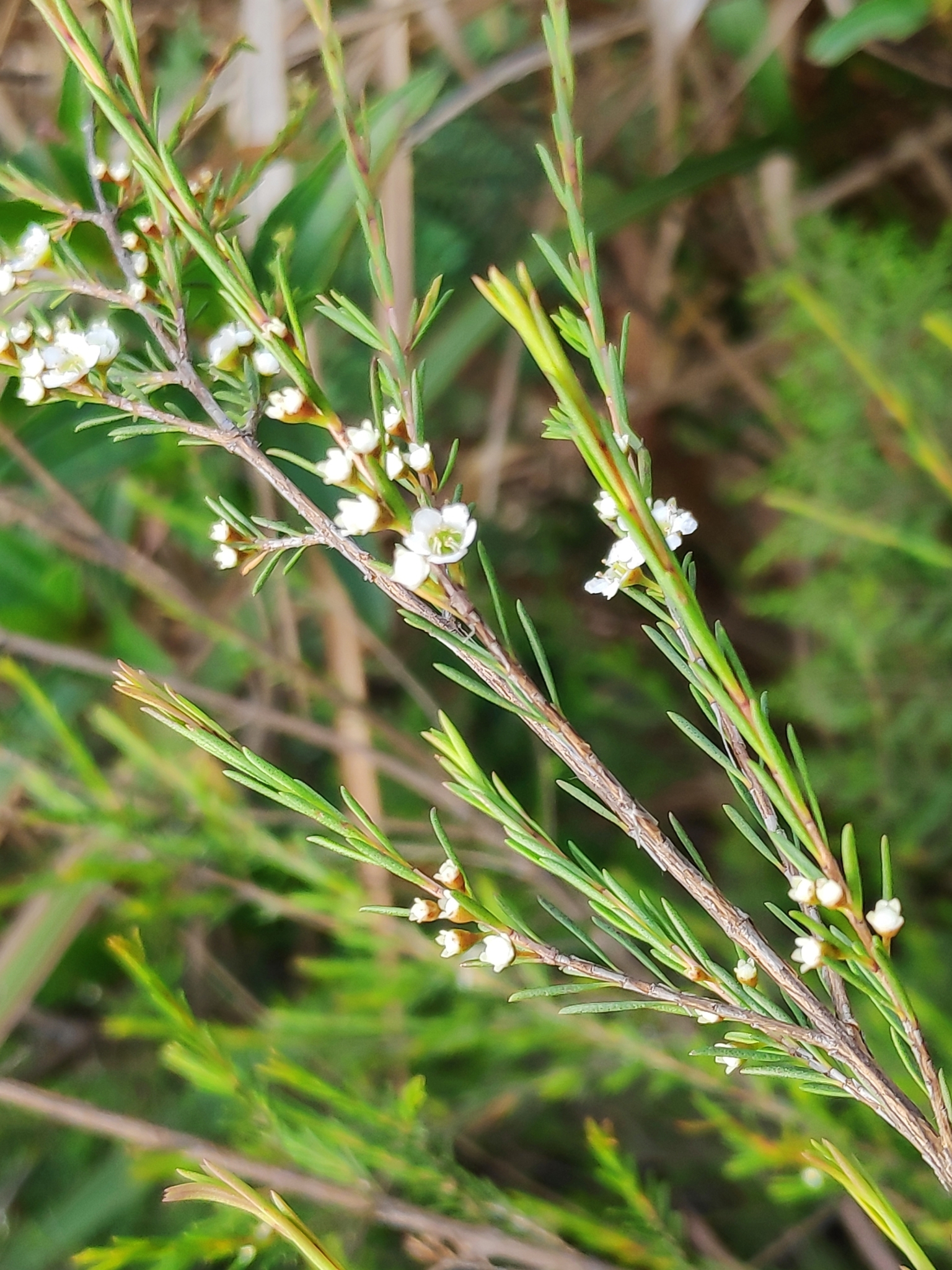 是桃金娘科岗松属的小乔木或灌木状植物.
