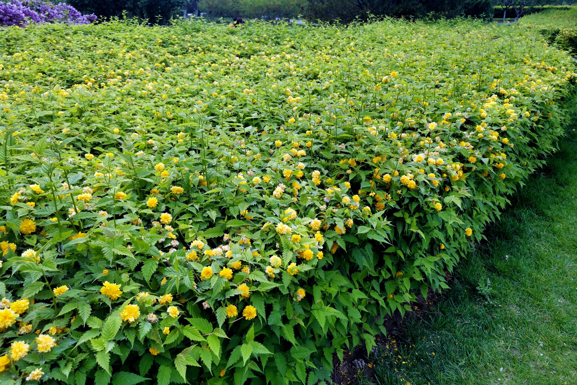  p>棣棠花(学名: i>kerria japonica /i> (l.) dc.