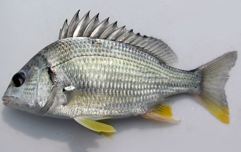  p>黄鳍棘鲷(学名: i>acanthopagrus latus /i>)是鲷科,棘鲷属的一种