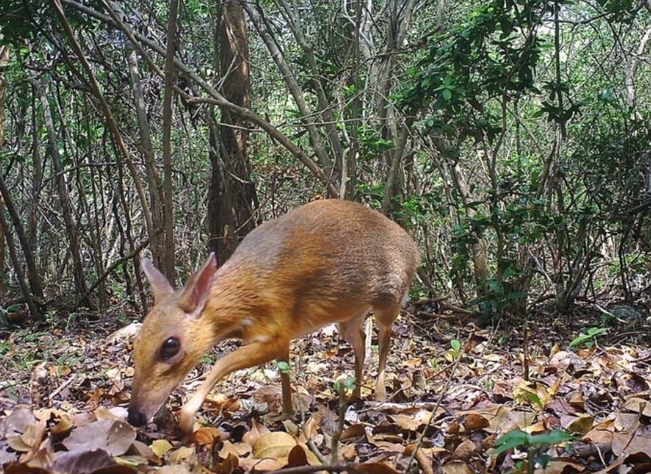  p>越南鼷鹿(学名: i>tragulus versicolor /i>):是鼷鹿科,鼷鹿属动物