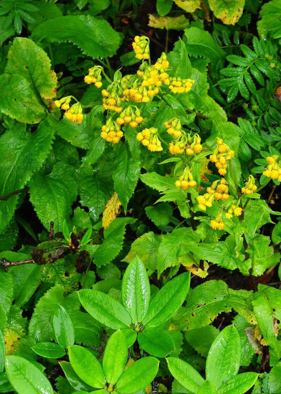  p>峨眉千里光( a href="#" data-lemmaid="8074290">学名 /a>