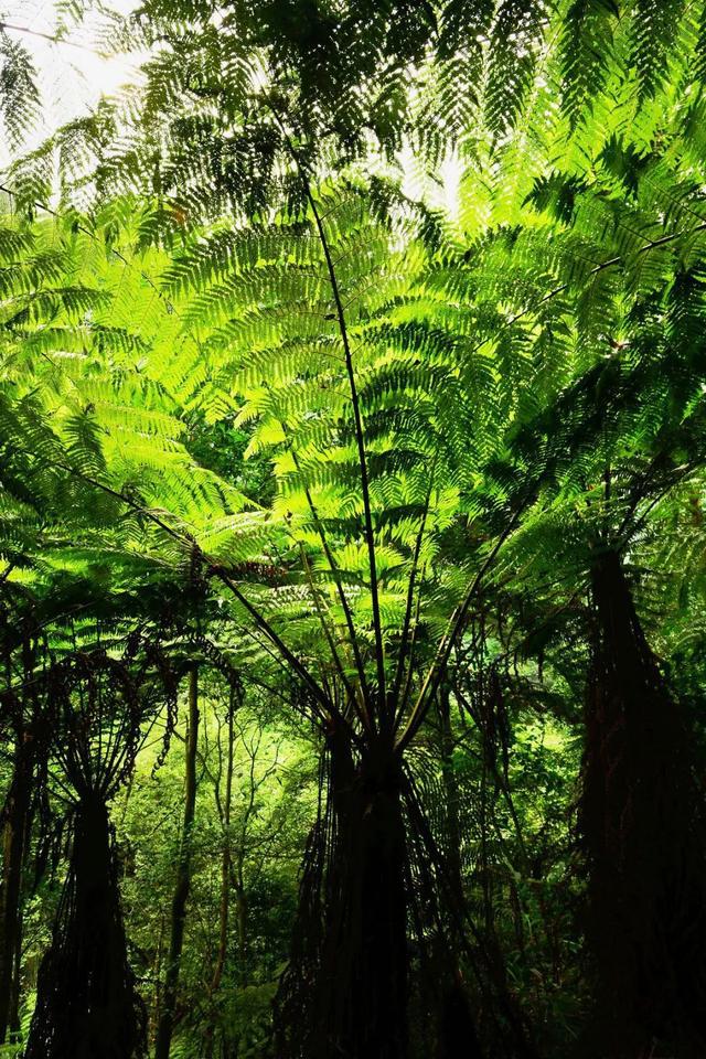 史密斯番桫椤