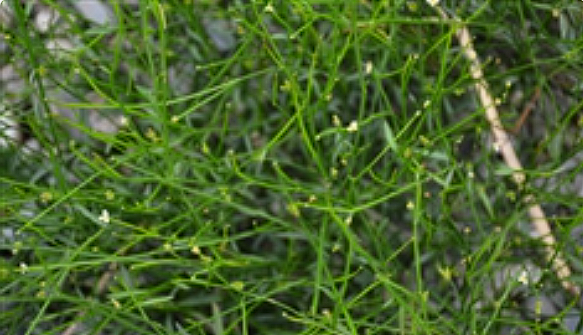  p data-id="gnasdkamw4">虾须草,中药名.