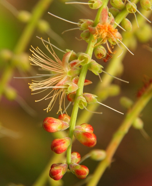 是玉蕊科,玉蕊属常绿小乔木.