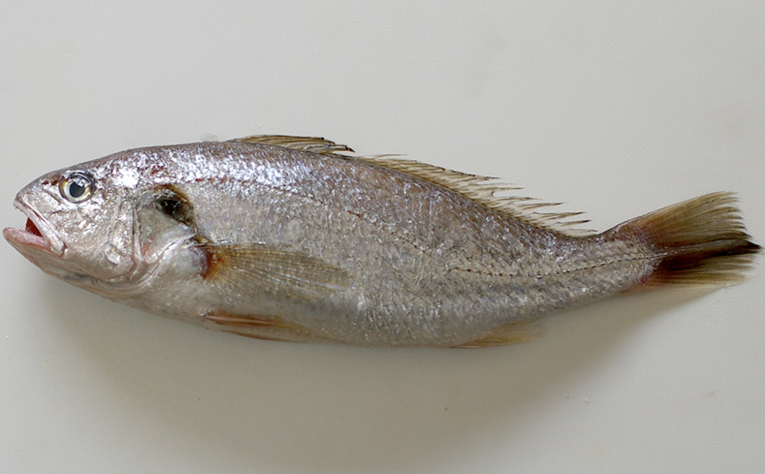  p>白姑鱼(学名: i>pennahia argentata /i>)是石首鱼科,白姑鱼属鱼类