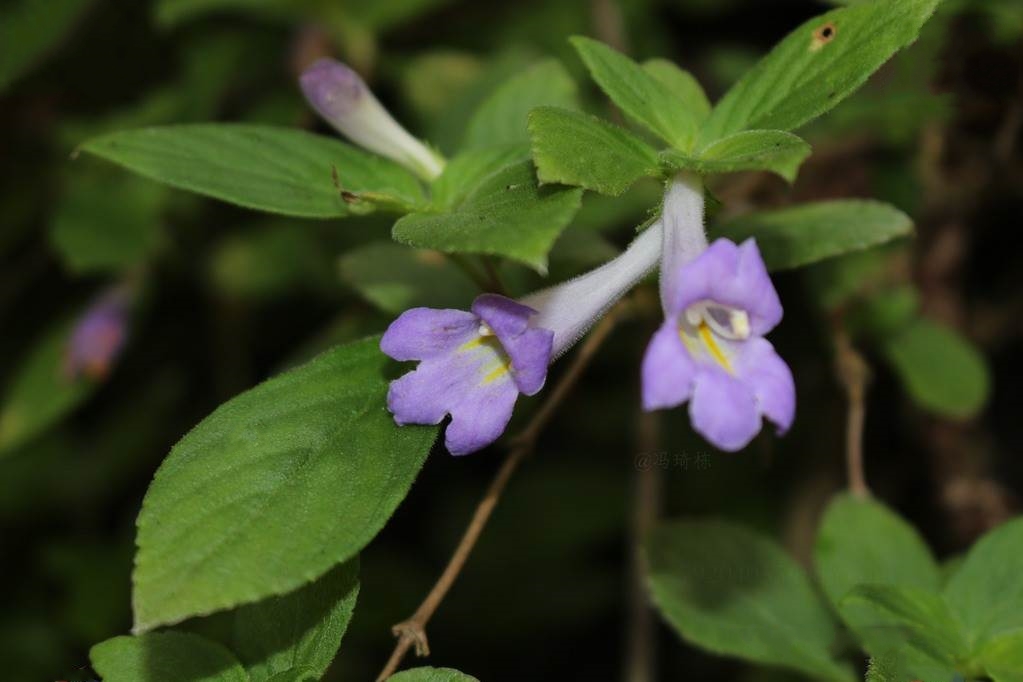  p>长冠苣苔(学名: i>rhabdothamnopsis sinensis /i> hemsl.