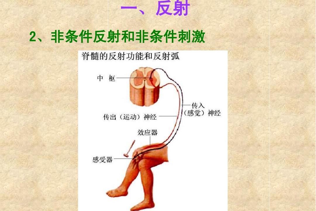 target="_blank" href="/item/非条件反射/2330080" data-lemmaid="