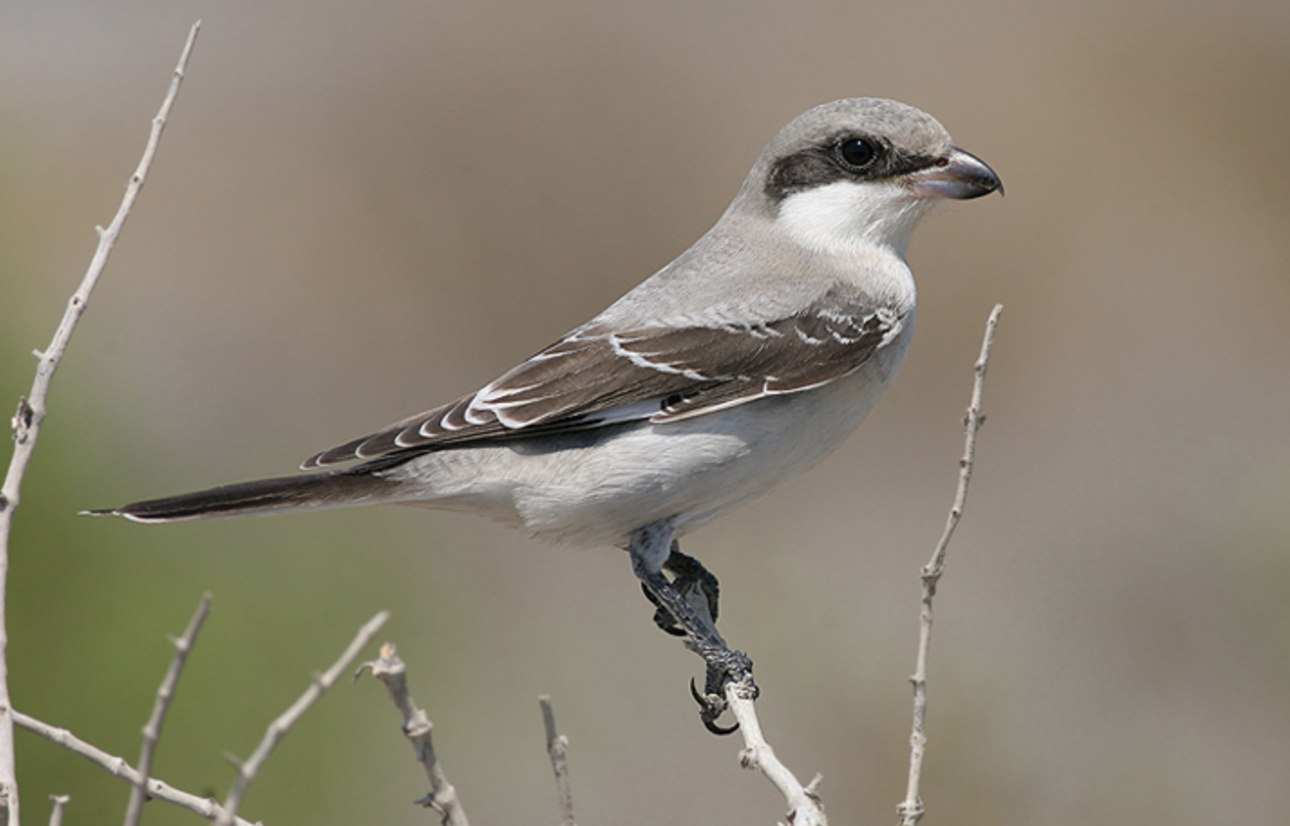  p>黑额伯劳(学名: i>lanius minor /i>)是伯劳科,伯劳属中型鸟类,体