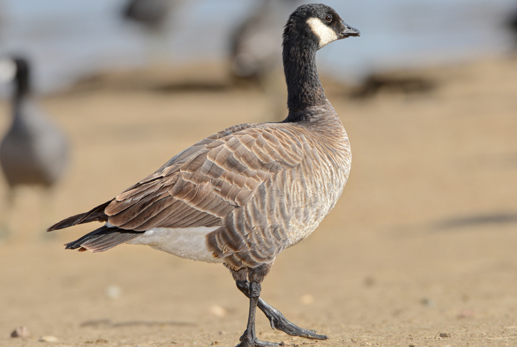  p>小美洲黑雁(学名: i>branta hutchinsii /i>):是一种分布于北美的