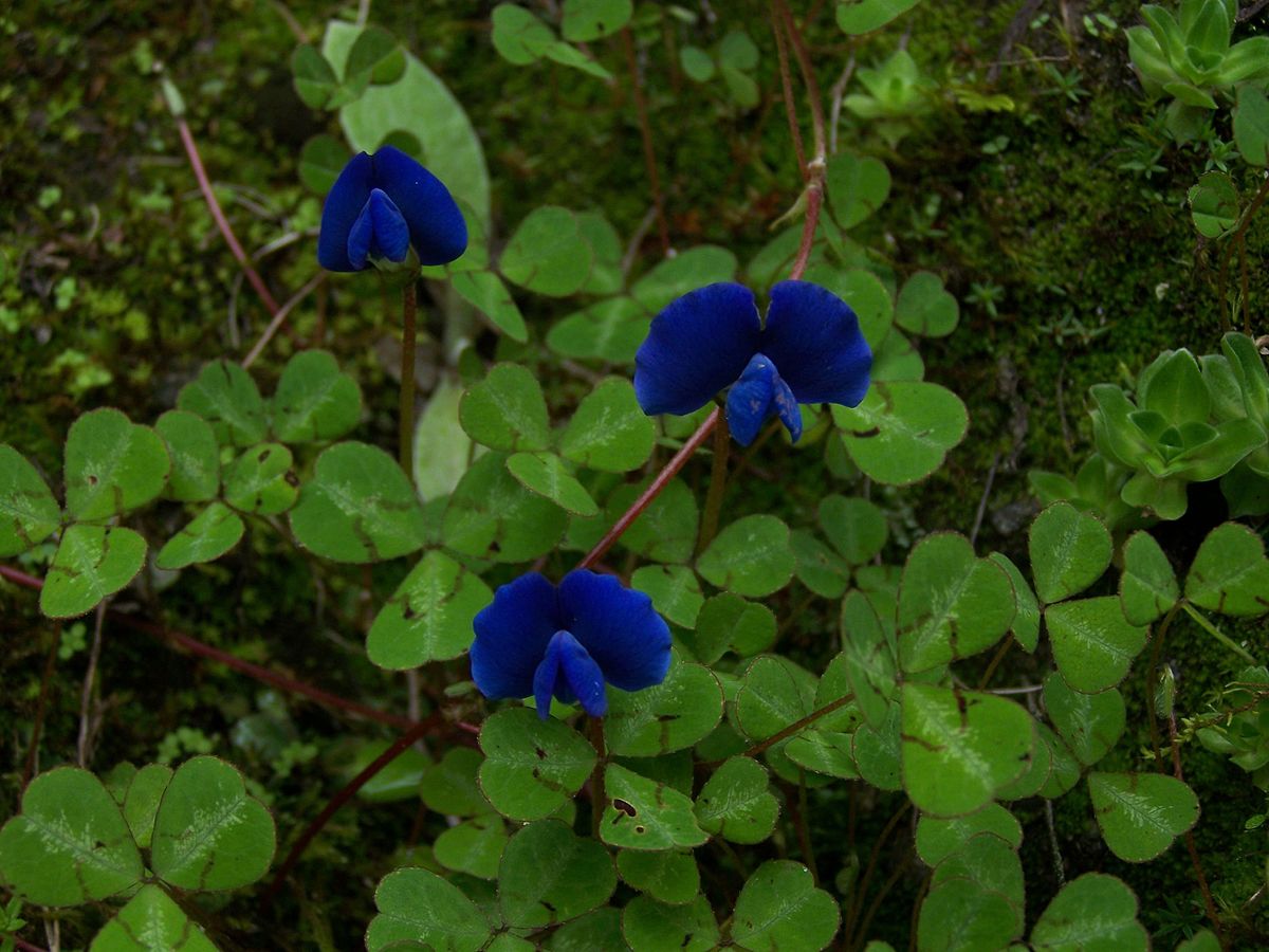 ham. ex d. don)是豆科,紫雀花属植物.