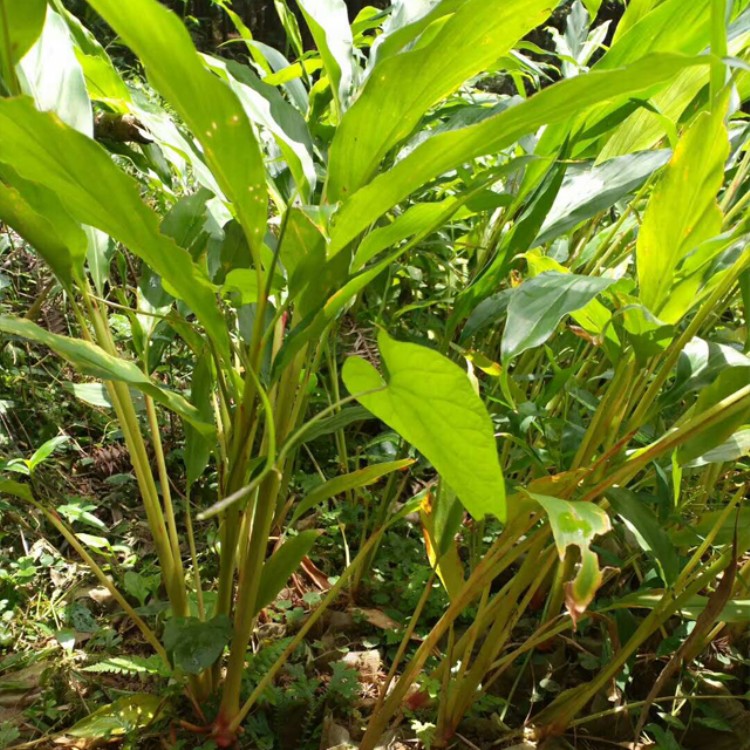 草果