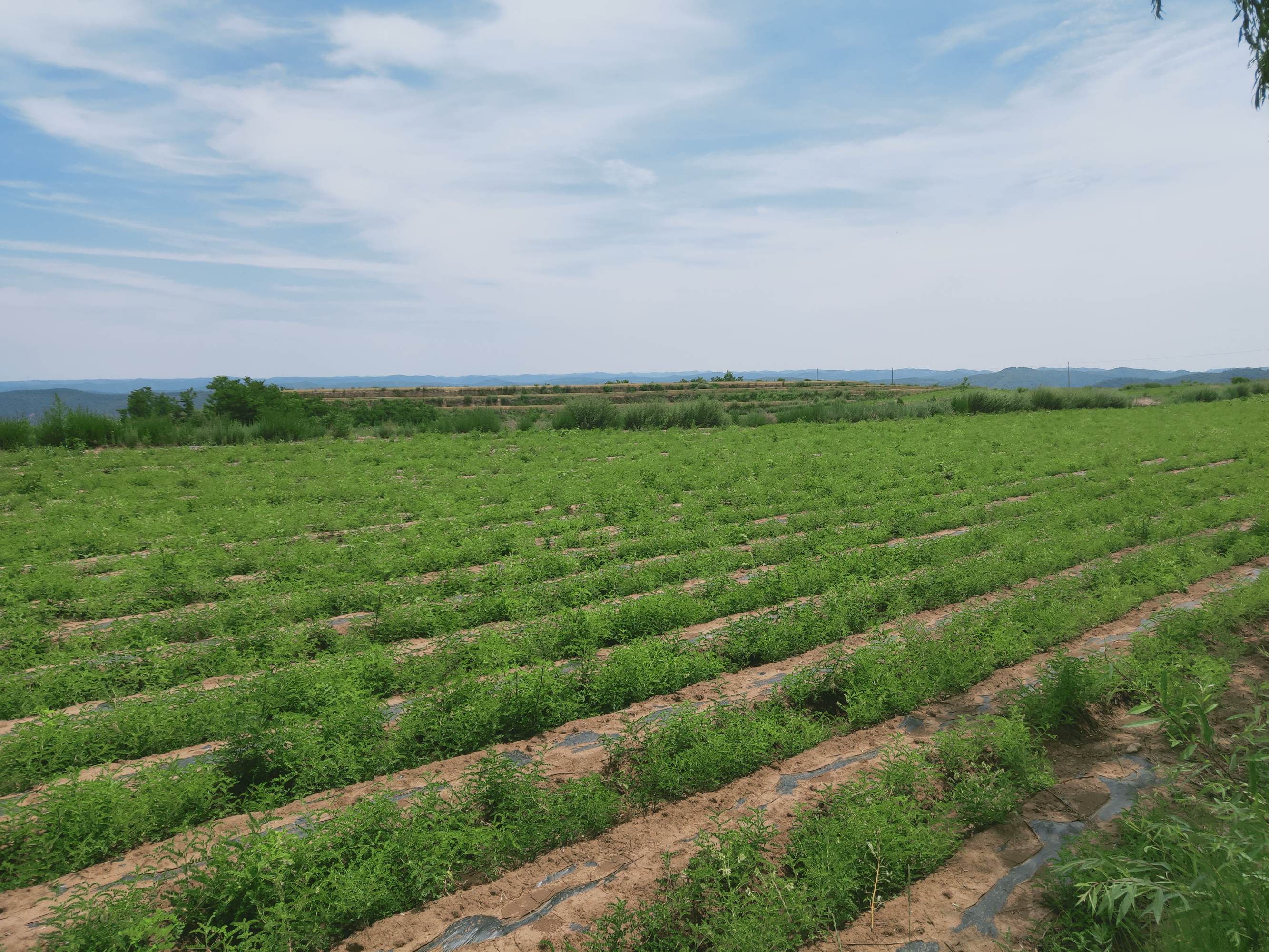 丈八镇,隶属于陕西省宝鸡市 a target="_blank" href="/item/麟游县">