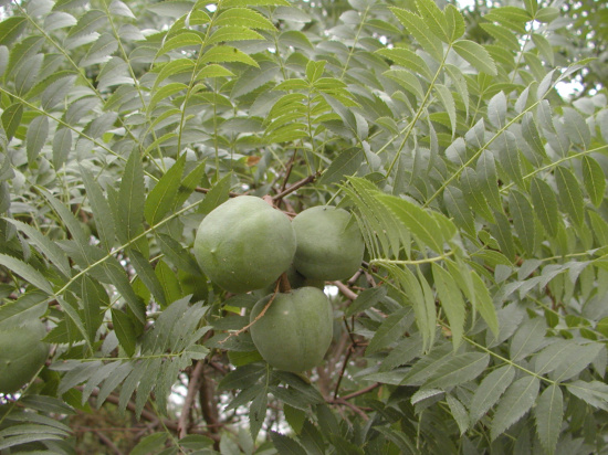 又名文冠树,木瓜,文冠花和崖木瓜,无患子科文冠果属落叶灌木或小乔木