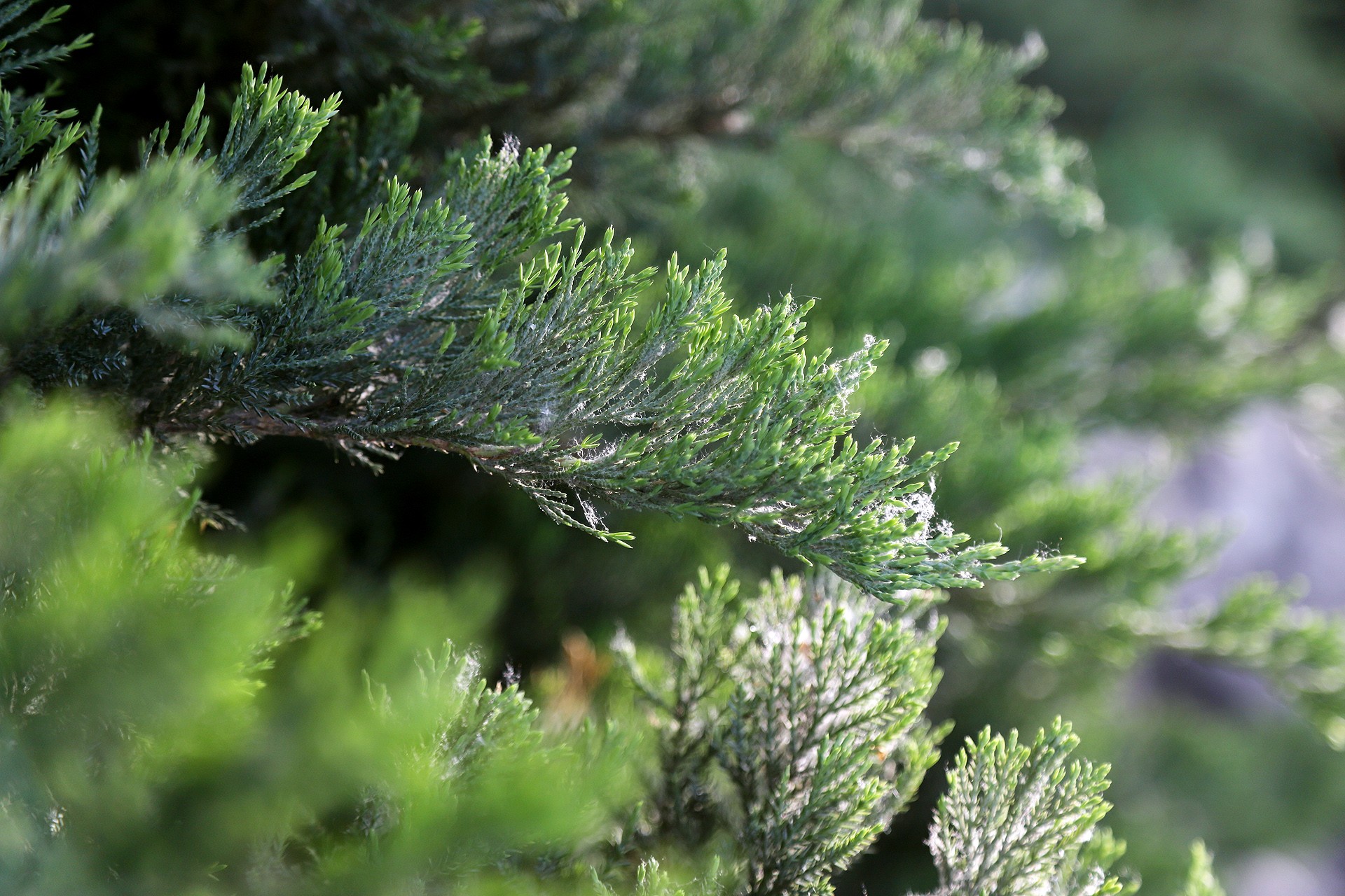 sabina procumbens (endl.) iwata et kusaka