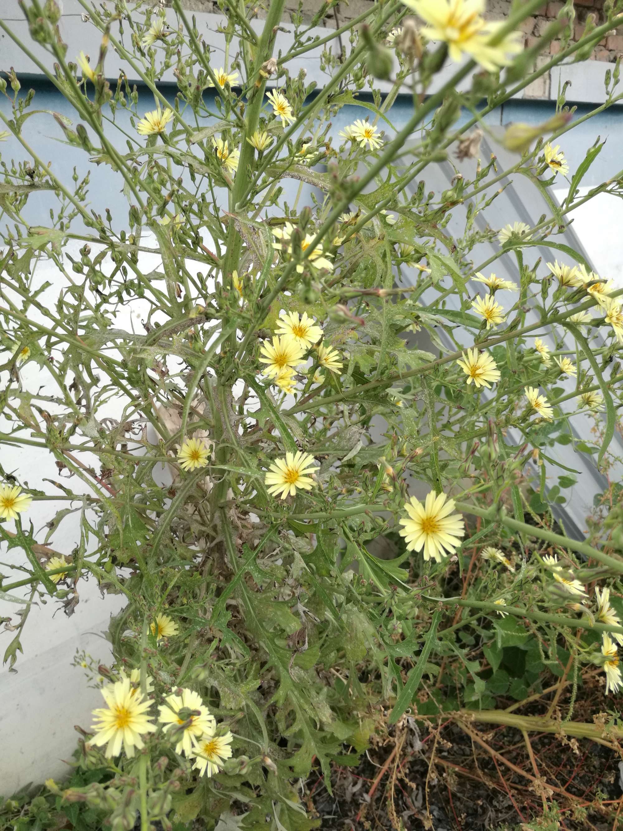  p data-id="tzr9u67hdchs">翅果菊(学名: i>lactuca indica /i> l.