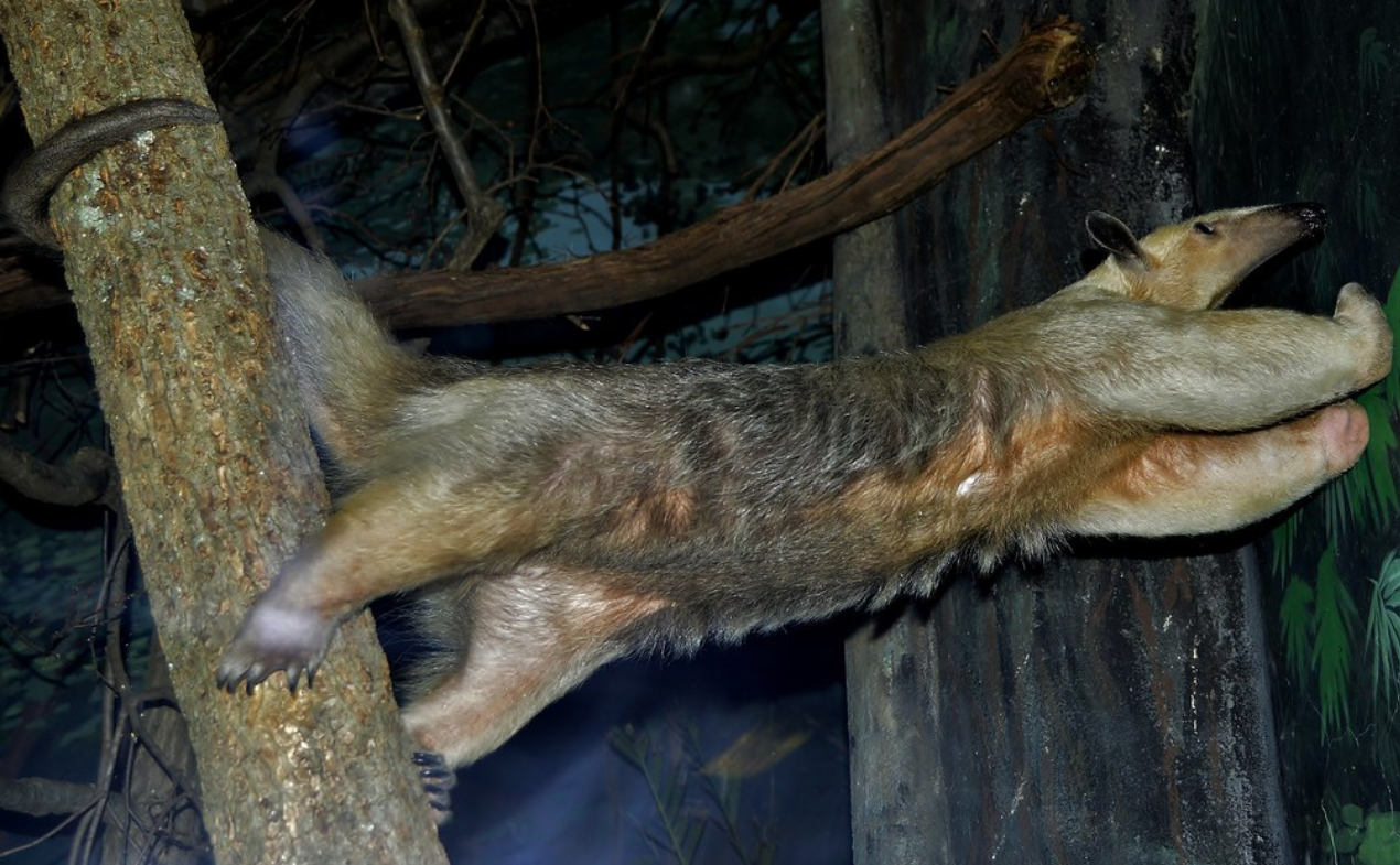 tamandua tetradactyla