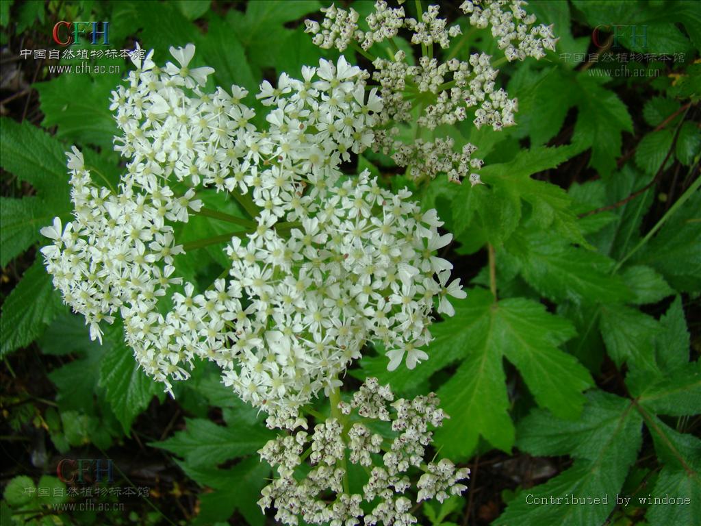 torilis japonica (houtt.) dc.