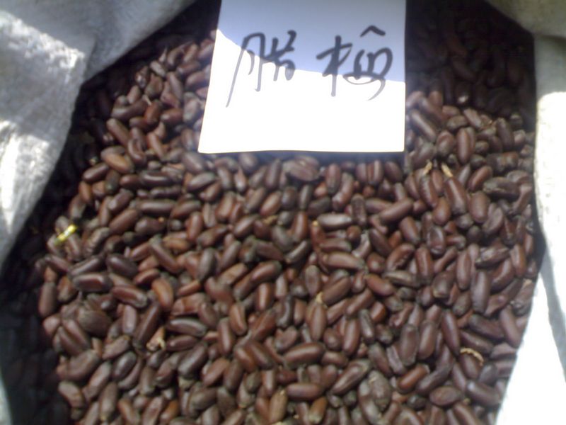  p>狗蝇腊梅为落叶灌木.树干多丛生,为黄褐色.