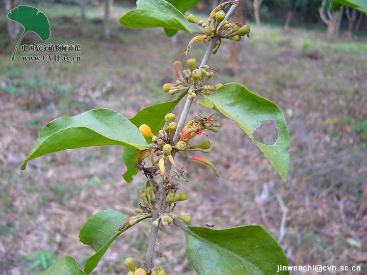  p>桑寄生(学名:taxillus sutchuenensis (lecomte) danser),别称桃树