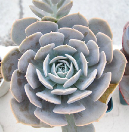  p>鲁氏石莲花( i>echeveria runyonii /i> rose