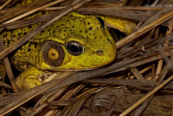 绿蛙