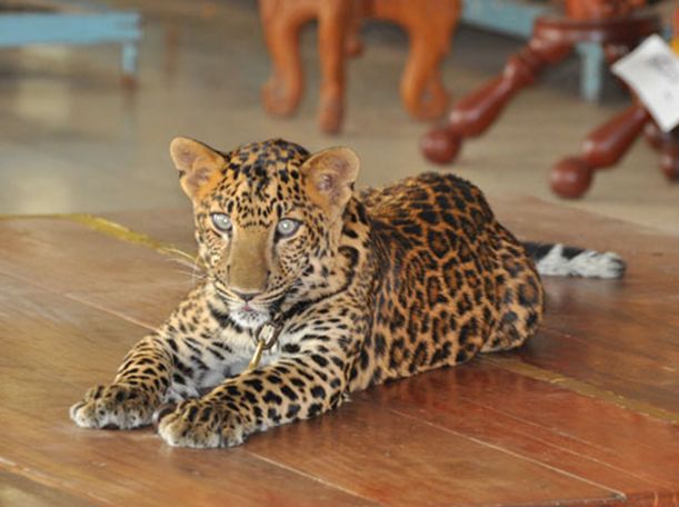  p>印度支那豹(学名: i>panthera pardus delacouri /i>):为哺乳纲