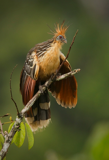  p>麝雉(学名: i>opisthocomus hoazin /i>):体长约65厘米,体重不及1