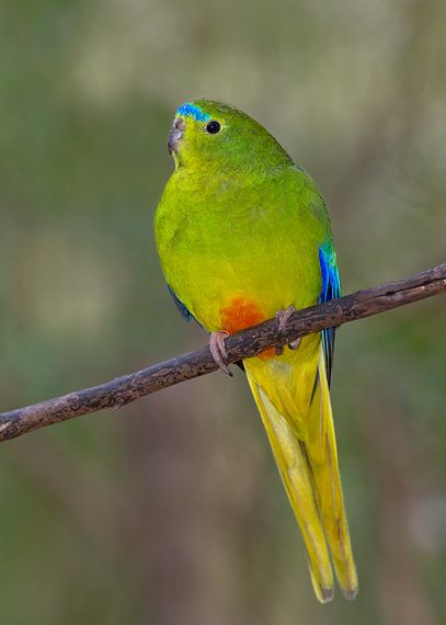  p>橙腹鹦鹉(学名:neophema chrysogaster),又名 a href="#" data