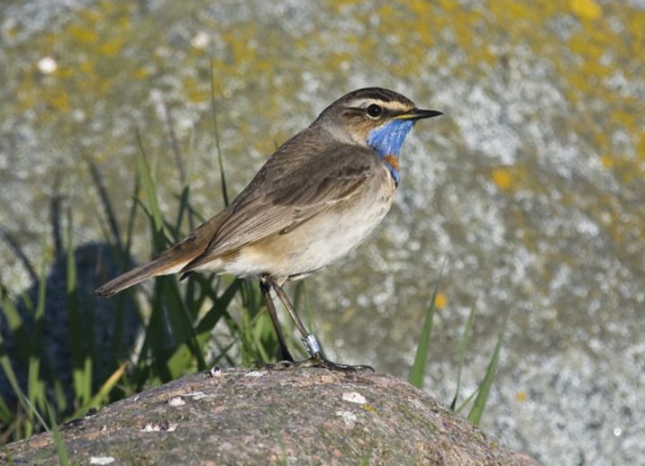 luscinia svecica pallidigularis