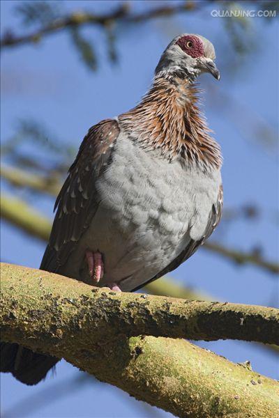  p>斑鸽,亦称鸽子,属于鸟纲鸽形目(columbiformes)鸠鸽科 (columbidae