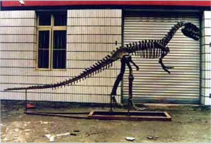 campi)及自贡四川龙(s. zigongensis).