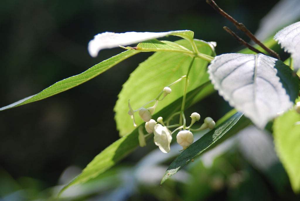 platycrater arguta sieb.