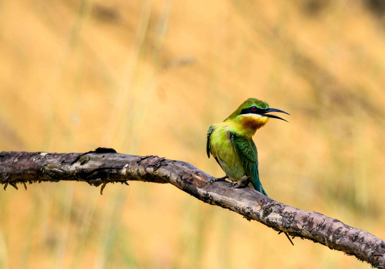  p>小蜂虎,非洲特有的蜂虎.
