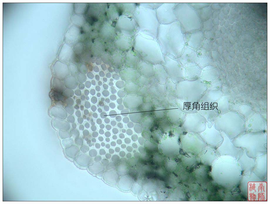  p>厚壁组织(sclerenchyma),一种细胞完成伸展生长时,初生壁上沉积了 
