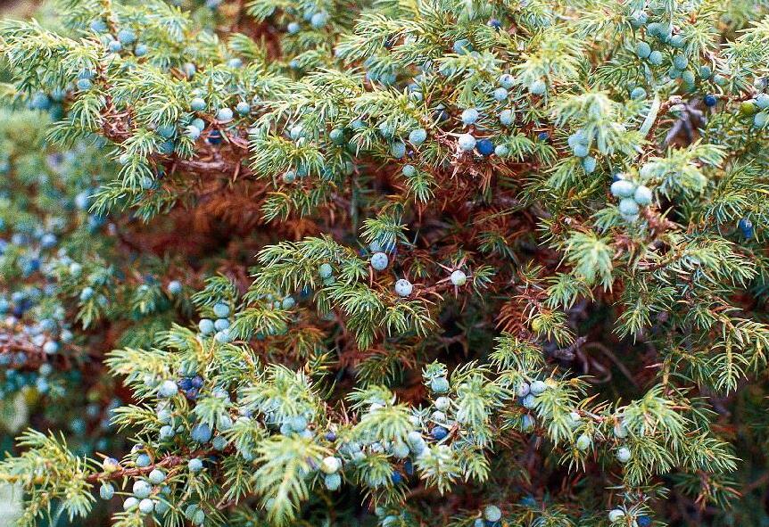 juniperus sibirica burgsd.
