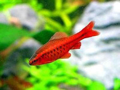 红玫瑰鱼