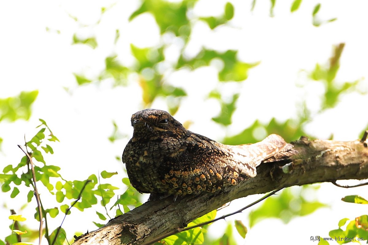  p data-id="tj02ayiathbv">夜鹰是夜鹰目夜鹰科鸟类的通称.