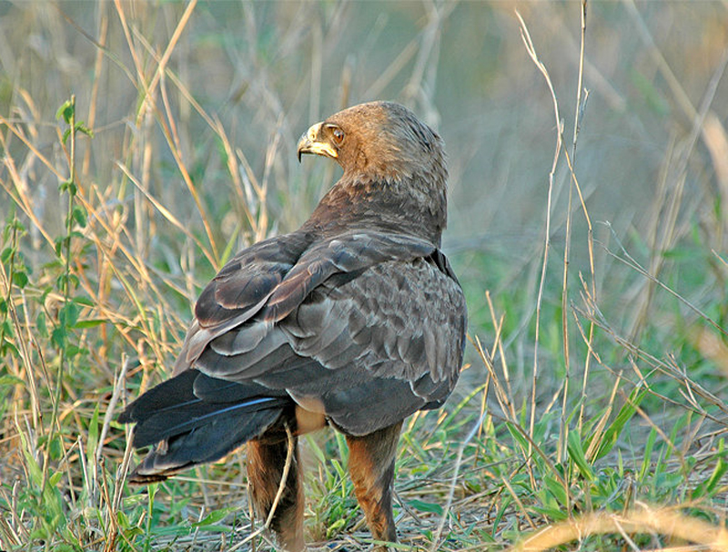  p>细嘴隼雕(学名: i>hieraaetus wahlbergi /i>):中型 a data-lemma