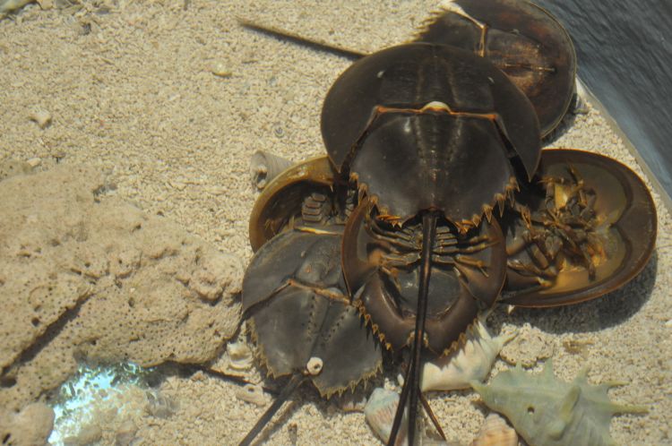  p>圆尾蝎鲎(学名: i>carcinoscorpius rotundicauda /i>):鲎科,蝎鲎