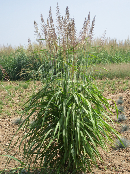 spodiopogon grandiflorus l. liu