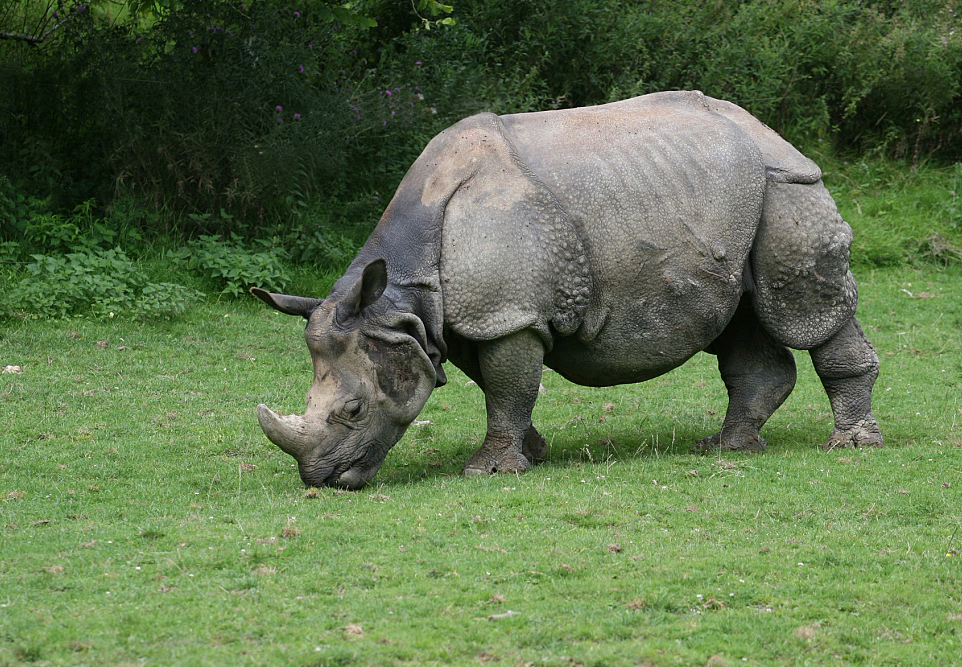 rhinoceros unicornis
