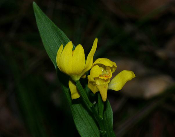  p>金兰(学名: i>cephalanthera falcata  /i> (thunb. ex a.