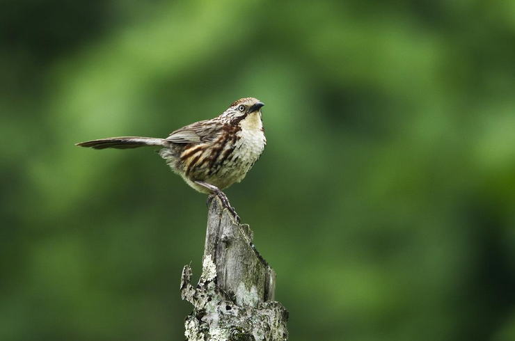  p>棕草鹛(学名:babax koslowi)为鹟科草鹛属的 a target="_blank"