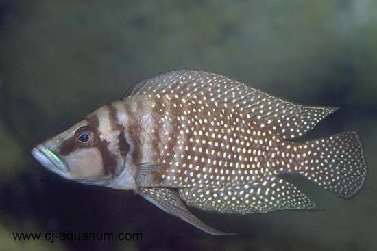 身体是以黑色为基本体色,除了胸部以前,全部都被白色的珍珠点装饰着.