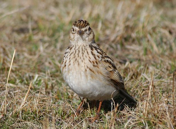 小云雀长江亚种